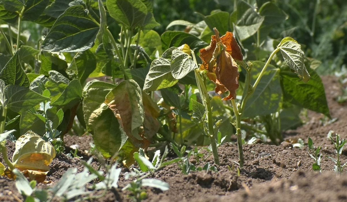 Հունիսին հանրապետության գրեթե  բոլոր շրջաններում շատ ուժեղ երաշտ է եղել