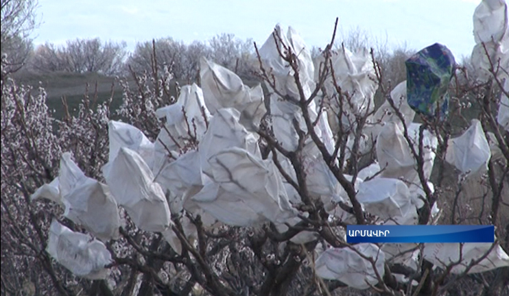 Այգեպաններն ամեն ինչ արեցին՝ այգիները ցրտահարությունից պաշտպանելու համար