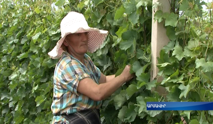 Viticulturists concerned about the weather and grape harvest processing