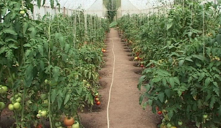 Greenhouses as additional development opportunities in Tavoush region