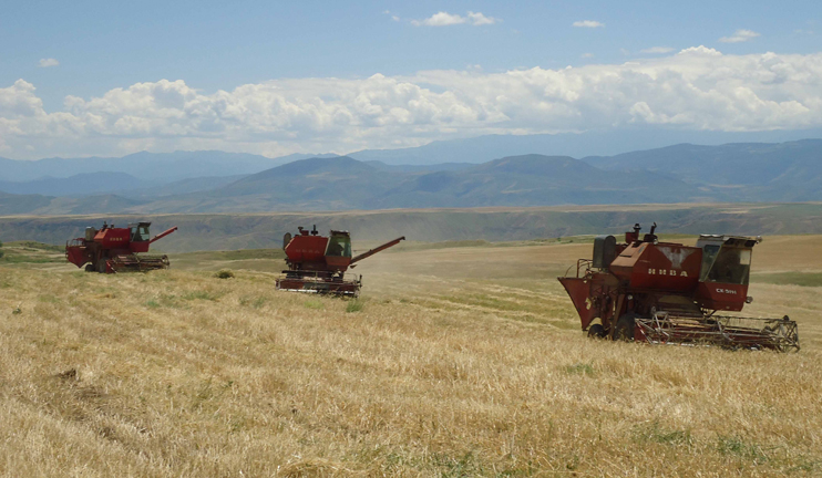 Անձրևները կես ամսով ուշացրել են բերքահավաքը Սյունիքում