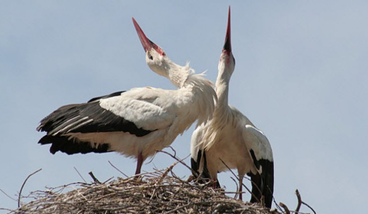 Aragats village locals take care of storks affected by hails