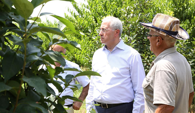 Գյուղնախարար. Հայաստանում արդեն մթերվել է 500 տոննայով ավելի լոլիկ, քան 2015-ին