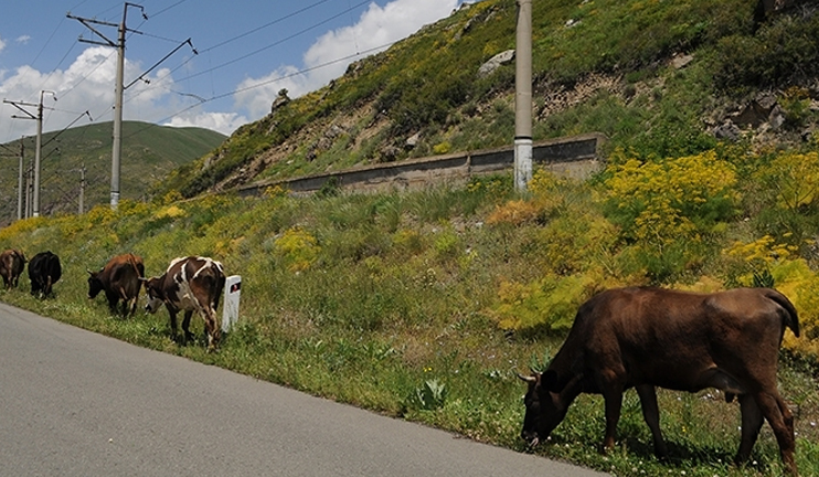 Սյունիքում դաբաղի դեպքեր են ի հայտ եկել