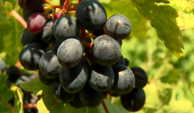 Areni wine is different