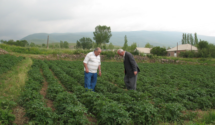 Rich Scottish potato crop anticipated in Shirak region