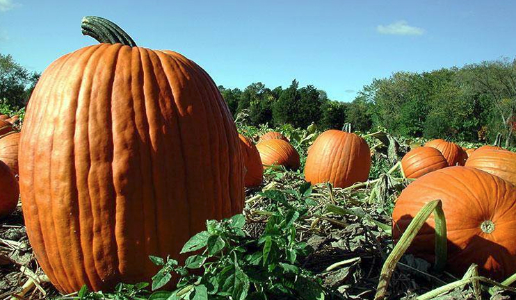 Myths and facts on pumpkin