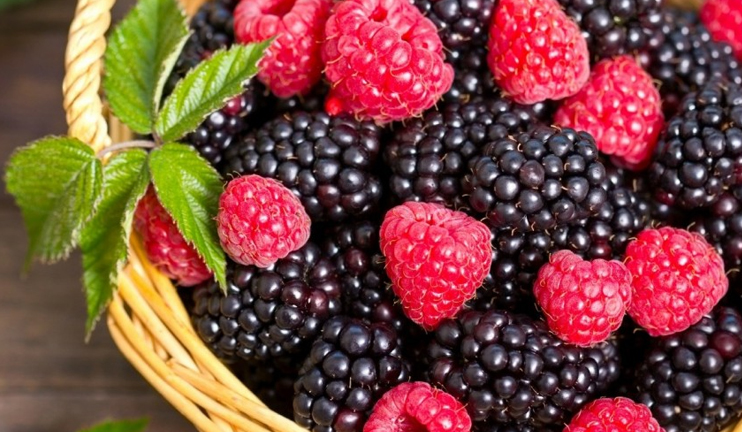 Myths and facts on blackberries