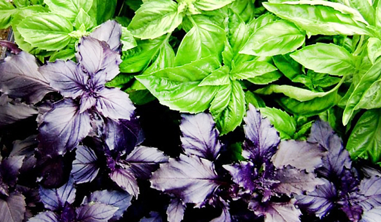 Myths and facts on basil