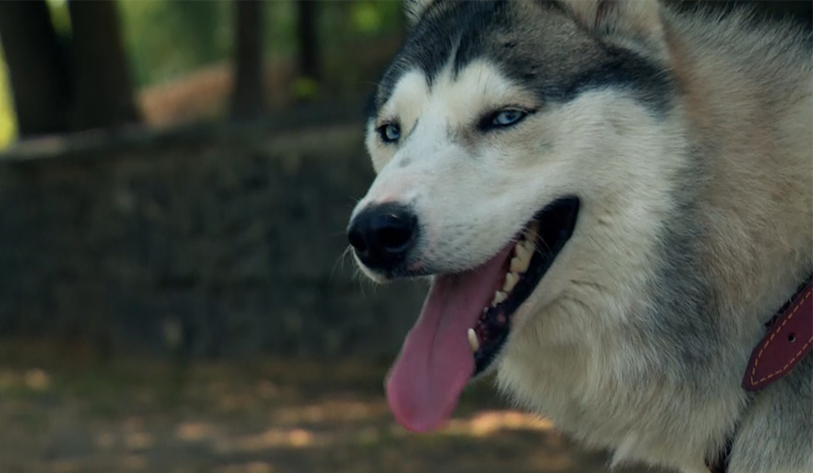 Շան հետ բարեկամանալու նրբությունները