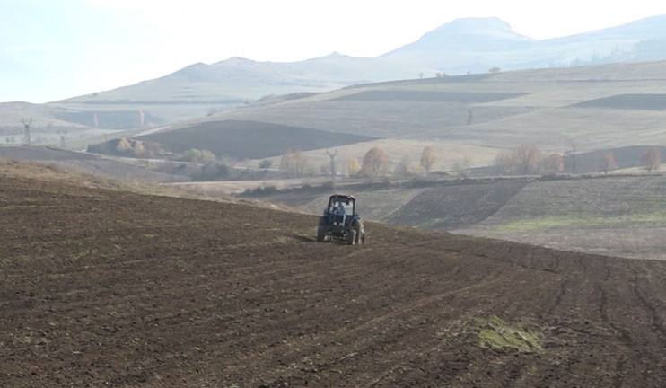 Mice considerably damage farms
