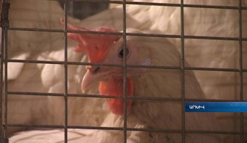 Իրանից թռչնագրիպի վարակի տարածման հավանականություն կա