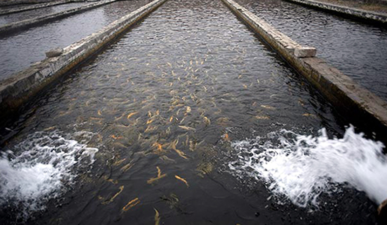 Ararat valley fish breeders protest on water use control