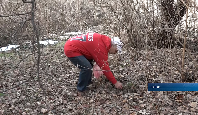 Լոռվա դաշտերում առաջին կանաչը դուրս է եկել