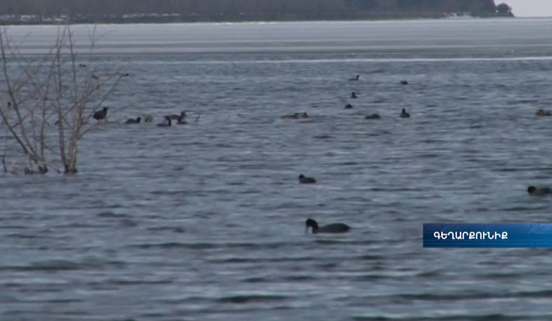 Դեպի Սևան թռչունների չուն ուշացմամբ սկսել է