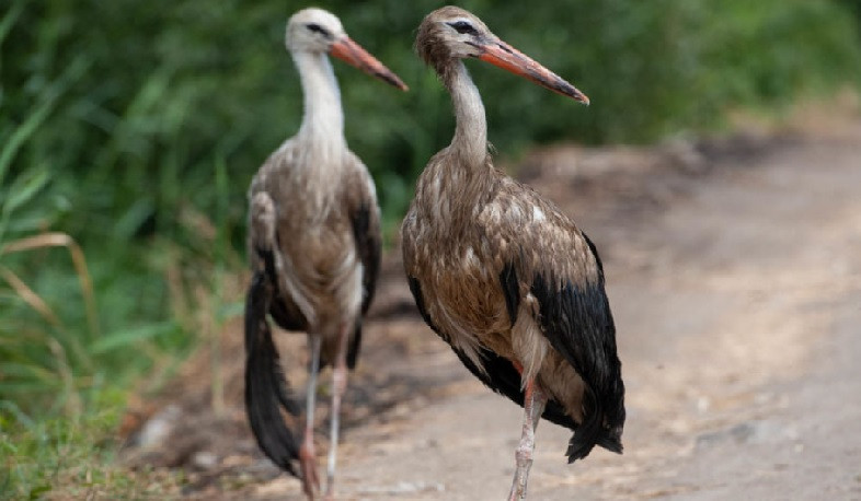 Արագիլների աղտոտման խնդիրը Շրջակա միջավայրի նախարարության ուշադրության կենտրոնում է