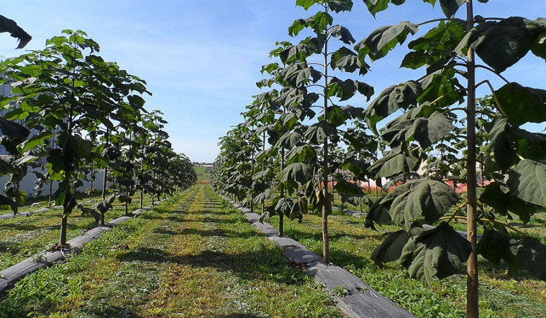 Շրջակա միջավայրի նախարարությունը հորդորում է զերծ մնալ պավլովնիա ծառատեսակի զանգվածային աճեցումից
