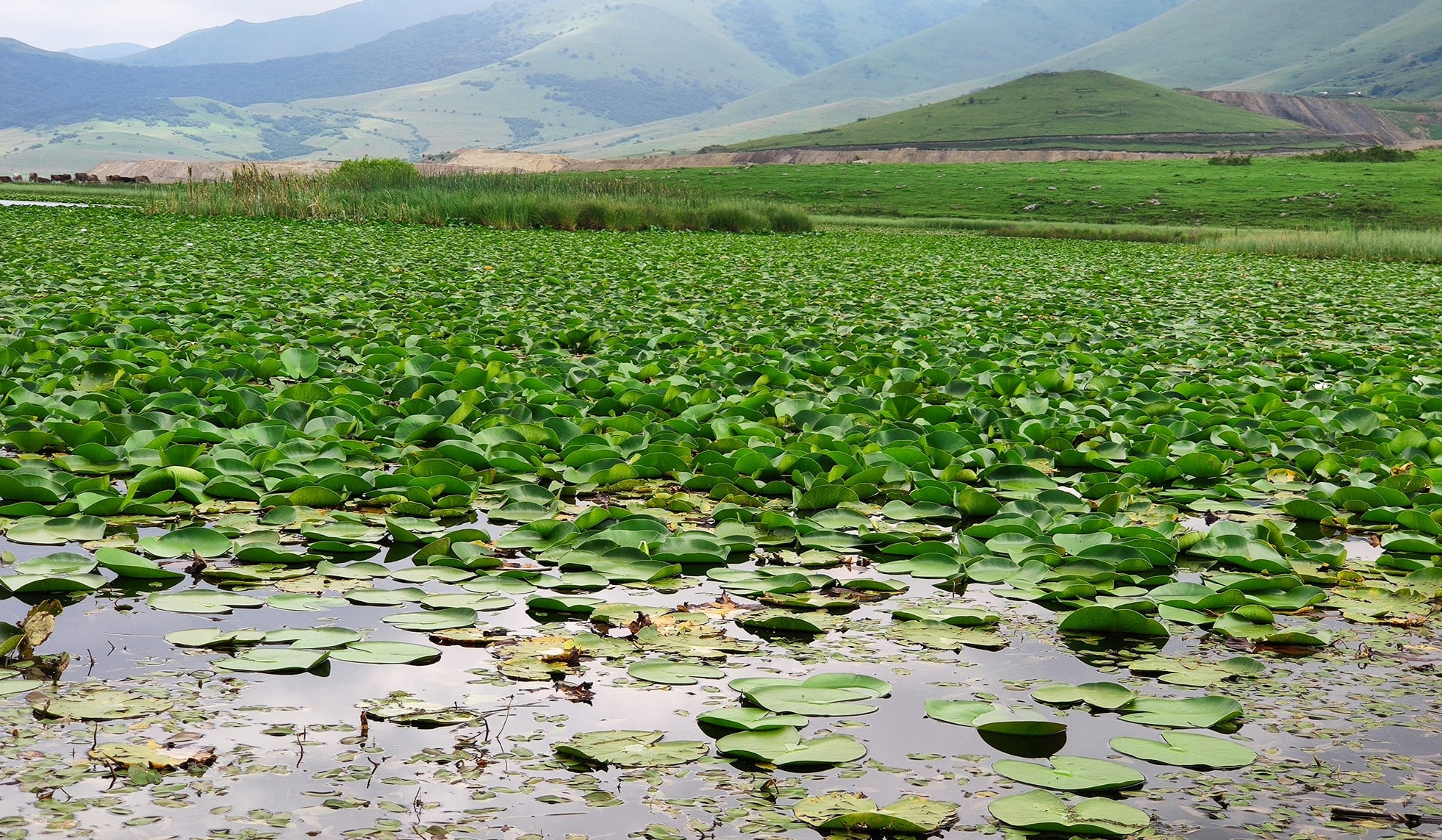 Լոռու մարզում՝ ջրաշուշանների լճի մոտ, վաճառում են Կարմիր գրքում գրանցված ծաղիկը. ՇՄՆ-ի ստացած ահազանգը