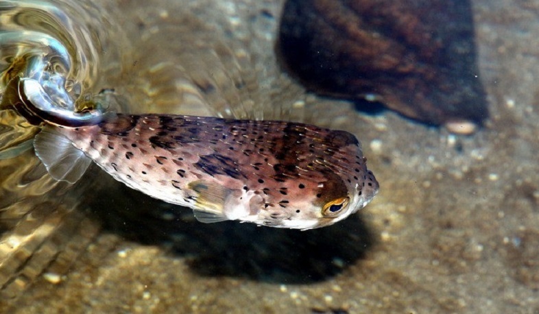 Море у берегов Турции кишит смертельно-ядовитыми рыбами фугу