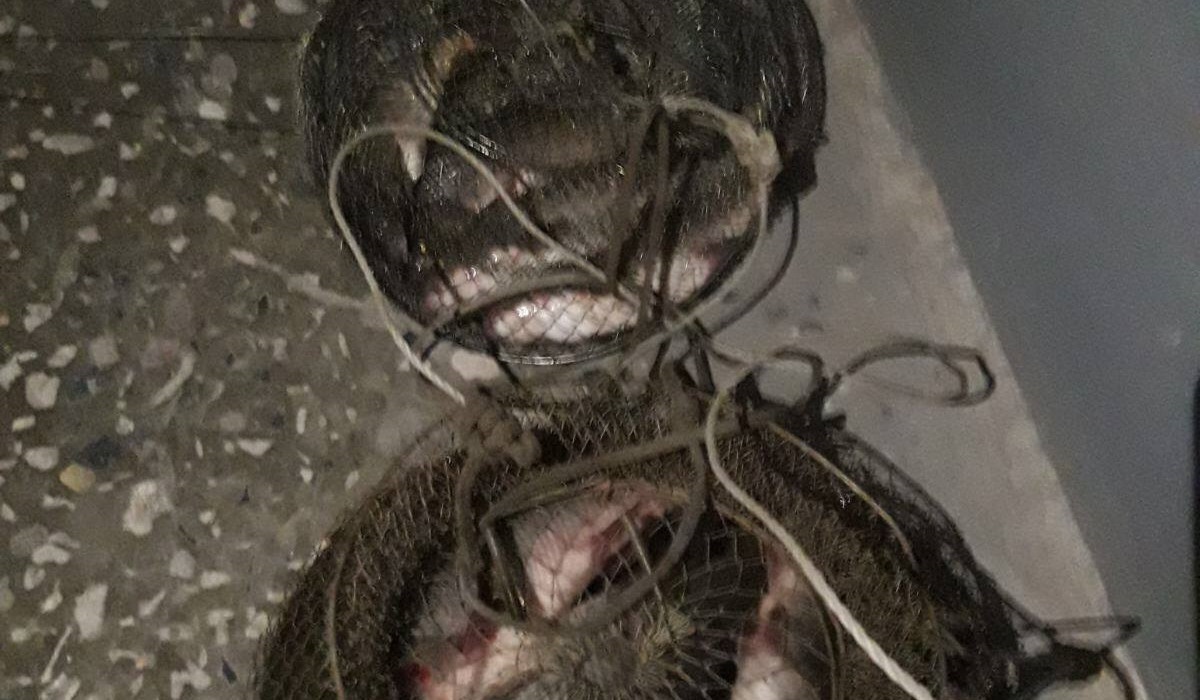 Արփա գետում առանց համապատասխան թույլտվության ձուկ են որսացել. հարուցվել է վարչական վարույթ