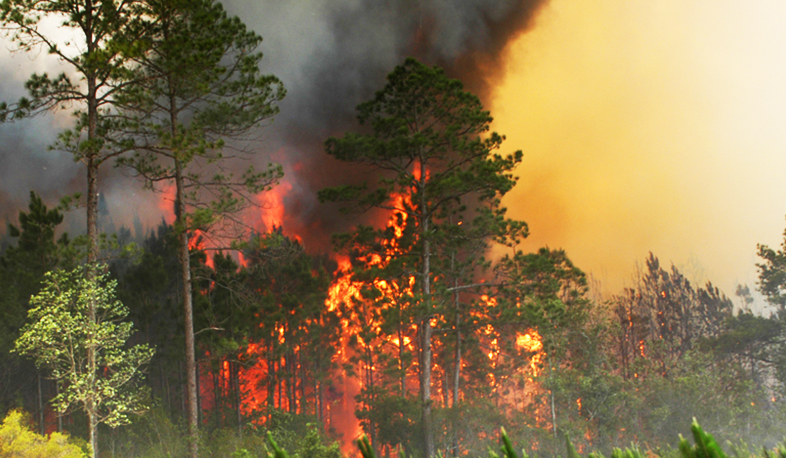 «Խոսրովի անտառ» պետական արգելոցի տարածքում բռնկված հրդեհը մարվել է