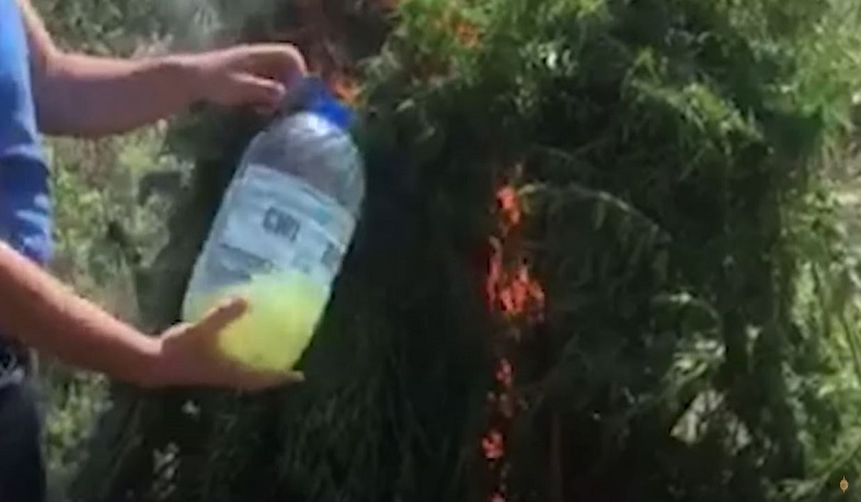 Հայտնաբերվել և այրման միջոցով ոչնչացվել է 6603 կգ վայրաճ կանեփի զանգված