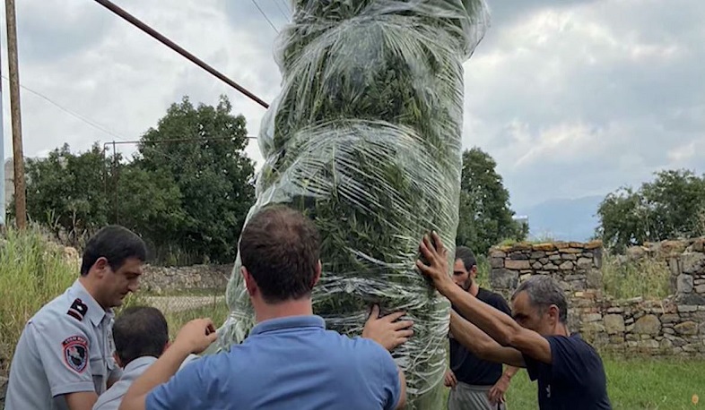 21 օրում հայտնաբերվել և այրման միջոցով ոչնչացվել է 55 տոննա 583 կգ կանեփի և 30,1 կգ կակաչի վայրաճ զանգված