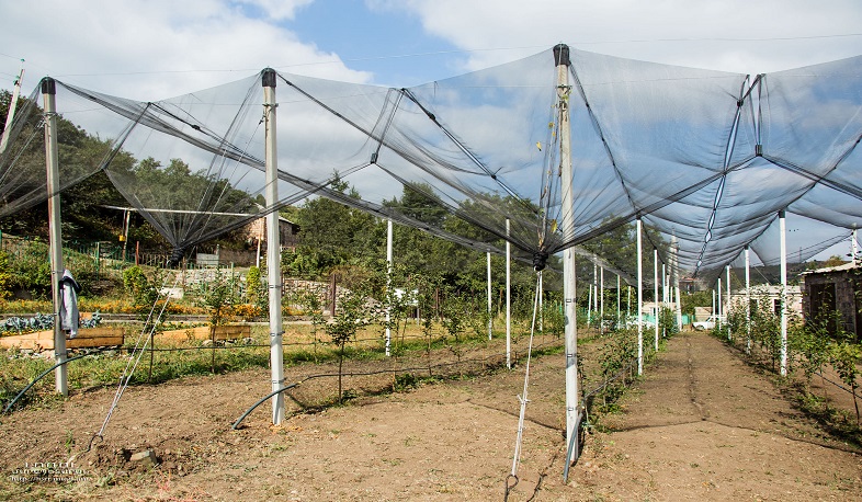 Շահումյանի և Ֆիոլետովոյի դպրոցներում հիմնվել են ինտենսիվ այգիներ