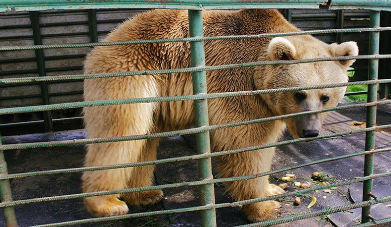 Կարգավորվելու և խստացվելու է վերահսկողությունը վայրի կենդանիների պահման նկատմամբ