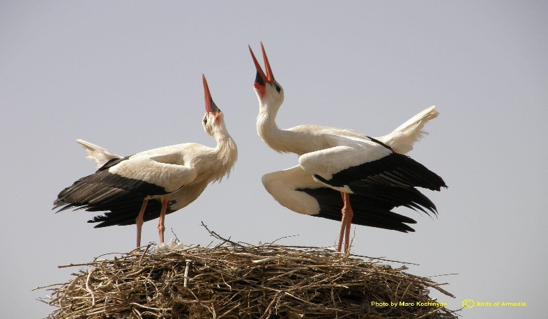 Խիստ նախնական գնահատականով՝ սպիտակ արագիլների աղտոտման հիմնական աղբյուրը հայտնաբերված է