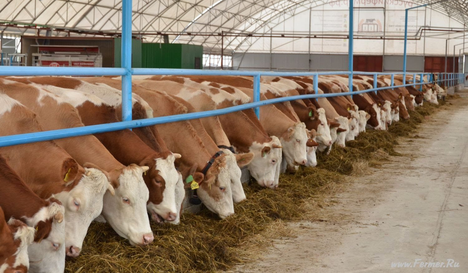 Քննարկվել են տավարաբուծության ոլորտում նախատեսվող պետական աջակցության ծրագրերը