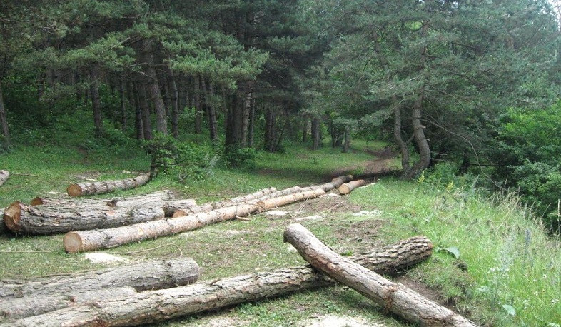 Քաղաքային բնակավայրերի սահմաններում ծառերի հատումը կիրականացվի միայն համայնքի ղեկավարի թույլտվությամբ. Ռոմանոս Պետրոսյան