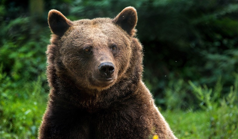 Մարդ-վայրի կենդանիներ կոնֆլիկտը՝ Շրջակա միջավայրի նախարարության ուշադրության կենտրոնում