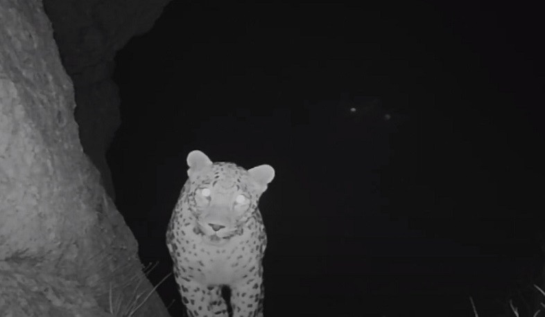 Նովա հովազը վերադարձել է Արարատի մարզ