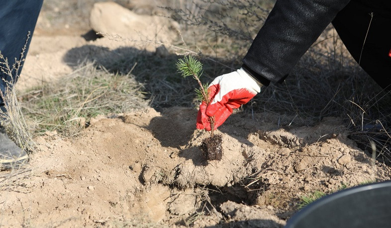 «10 մլն ծառ» նախաձեռնության շրջանակում կտնկվի ևս 250 000 ծառ