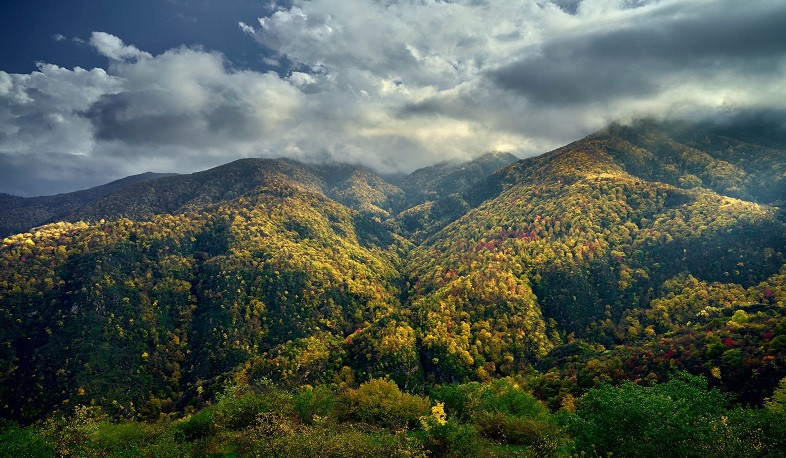 Անտառային ոլորտում շրջադարձային փոփոխություններ են նախատեսվում. Ռոմանոս Պետրոսյան