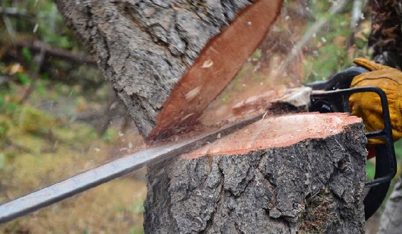 Ապօրինի հատված 157 ծառ «Տաշիրի անտառտնտեսության» մասնաճյուղերում. դատախազությունը քրգործ է հարուցել