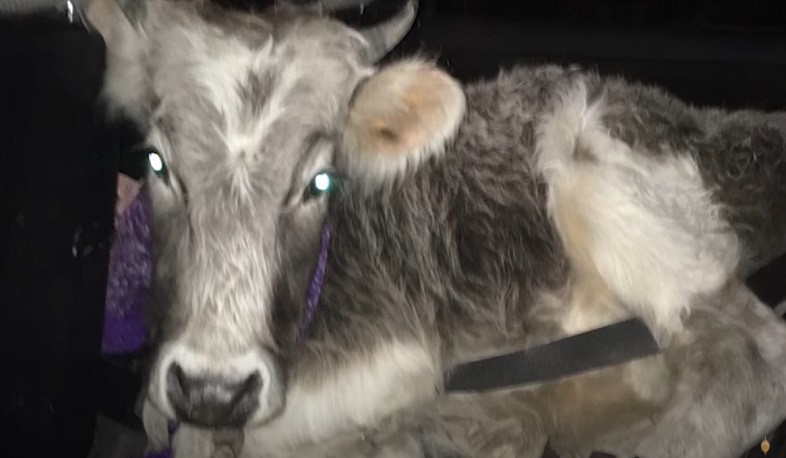 Լճկաձոր գյուղի 50-ամյա բնակիչը «ԲՄՎ»-ով խոշոր եղջերավոր անասուն է գողացել