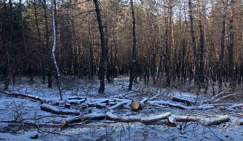 Սոճիներ էին ապօրինի հատել և բերման ենթարկվել