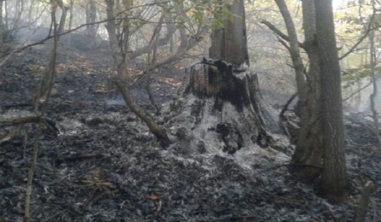 «Դիլիջան» ազգային պարկում մարդկային գործոնի հետևանքով hրդեհ է բռնկվել