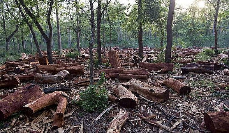 Ապօրինի հատված 619 ծառ, պատճառված ավելի քան 12 մլն դրամի վնաս. «Հայանտառի» 8 պաշտոնատար անձի վերաբերյալ քրգործն ուղարկվել է դատարան