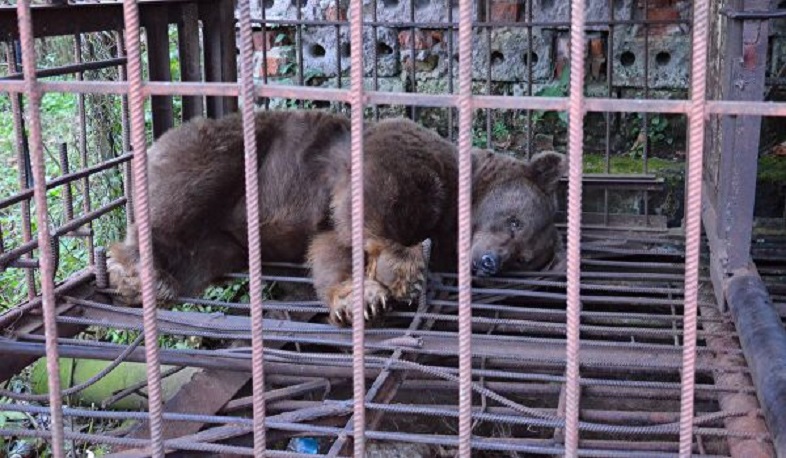 Արջի քոթոթն ընկել է ինքնաշեն թակարդն ու սատկել. Աշտարակի բաժնում նյութեր են նախապատրաստվում