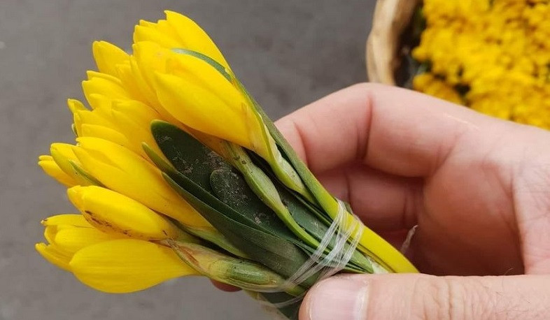 Կարմիր գրքում գրանցված դեղին ձնծաղիկի ոչնչացման կամ հավաքի համար սահմանվում է տուգանք