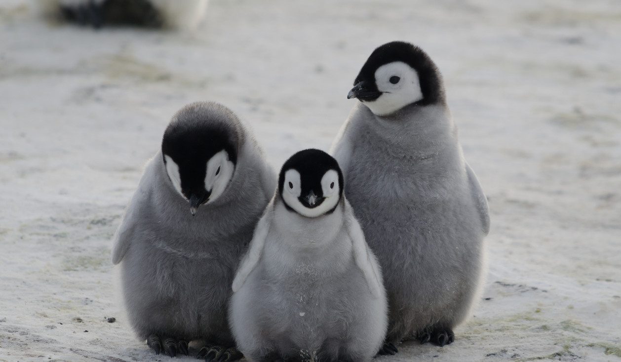 On penguin awareness day, scientists look at how climate change will impact their numbers