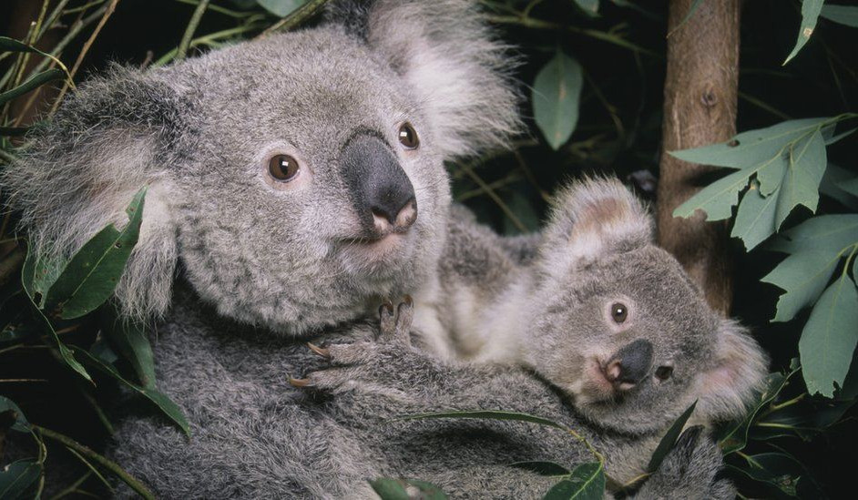 Koalas: Australia lists marsupial as endangered species