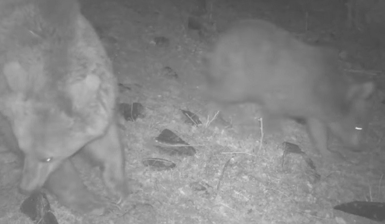 Կապանի անտառտնտեսությունում տեսախցիկները գորշ արջ են ֆիքսել իր քոթոթի հետ