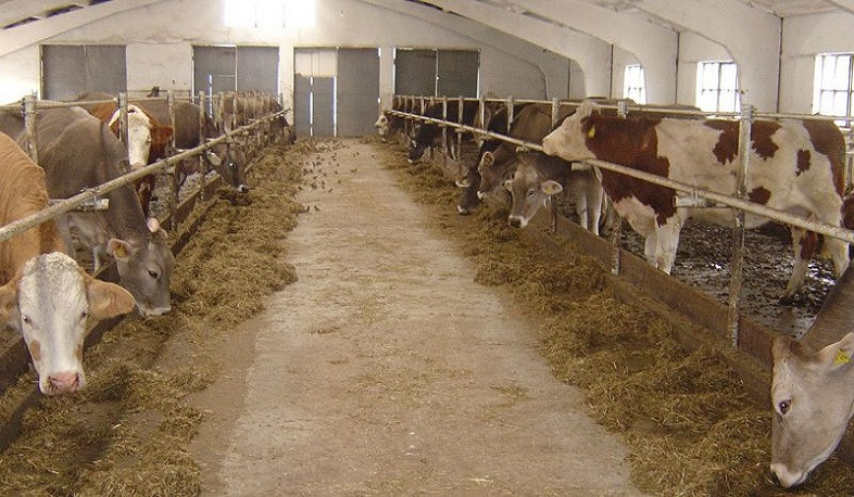 Կառավարությունը հաստատեց անասնաբուծության ճյուղում իրականացվող ներդրումային ծրագրերին աջակցության տրամադրման փորձնական ծրագիրը