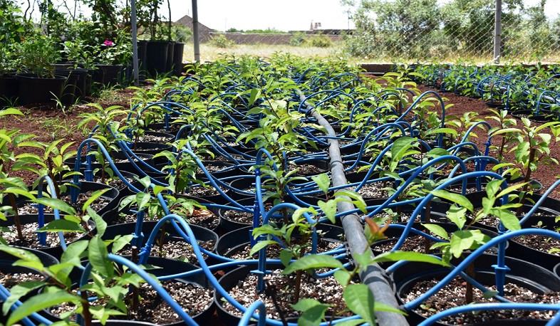 Կկանոնակարգվի տնկարանային արտադրությունը, և կարտադրվի հավաստագրված տնկանյութ