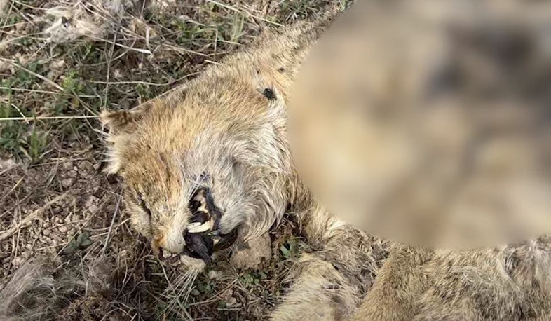 Հայտնաբերվել է ապօրինի զենքից կատվազգի կենդանուն կրակած երիտասարդը