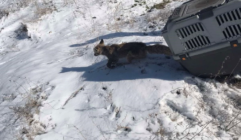 Երևանի բնակելի շենքերից մեկի բակում հայտնված աղվեսը բաց է թողնվել բնական միջավայր